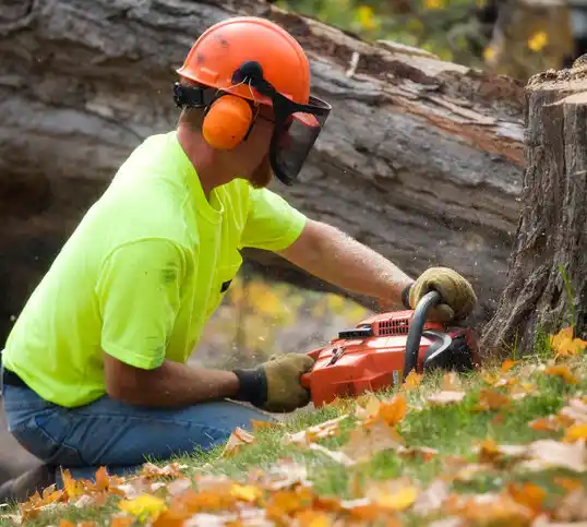 tree services Lake Grove